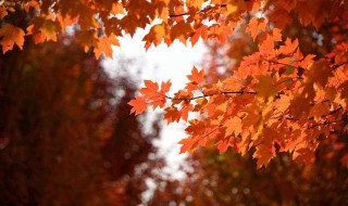 武汉周边11月哪里旅游 11月到武汉及周边有哪些出游好去处