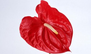 红掌一片叶子怎么水培 红掌一片叶子如何水培