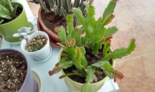 蟹爪兰扦插几天能活 这个方法最简单