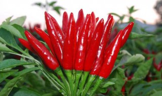 拌辣子的做法 详细方法总结