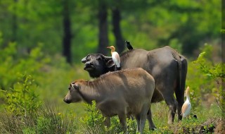 西牛角有什么功效 你知道吗