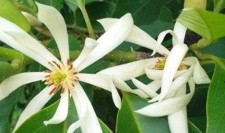 白兰花叶子的作用 白兰花叶子的四大作用