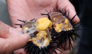 吃海胆的好处和禁忌 注意了