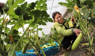 越冬西葫芦的种植技术 带你了解一下