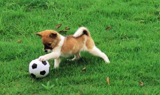 狗属于动物类吗 简单给大家介绍一下