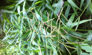 稗可以吃吗 你可以品尝一下