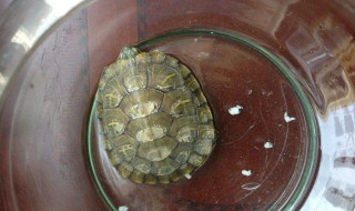 钓乌龟用什么饵料 快试一下吧