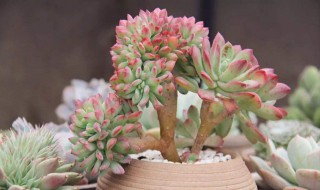 多肉花的养法 大家快来学习
