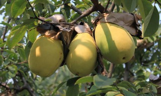 芒果和木瓜的区别 怎么区分芒果和木瓜