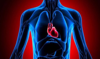 心脏侧枝循环怎么建立 通过自律建立