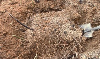 土茯苓的禁忌 什么人不能服用