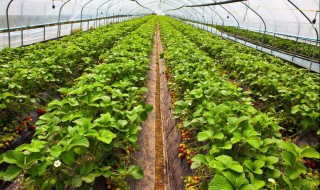 大棚草莓的危害 有什么危害