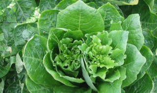 越冬莴笋的种植时间 相关种植事项要了解