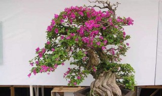 三角梅花期如何施肥 学起来