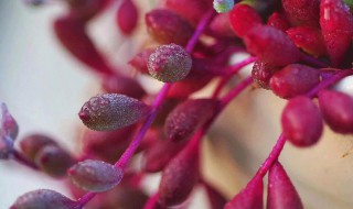 紫玄月怎么养 很好养咱也试试