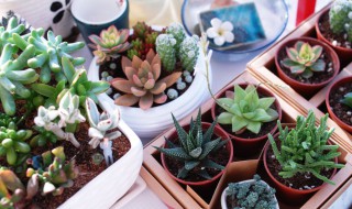 多肉扦插方法图解 多肉植物的扦插方法