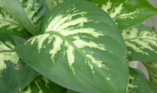 花叶万年青太高了怎么修剪 花叶万年青太高了如何修剪