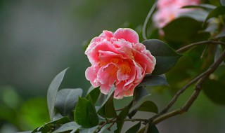 山茶花花期怎么浇水 山茶花花期如何浇水