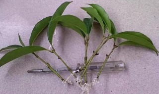 11月可以扦插桂花吗 好方法教给大家