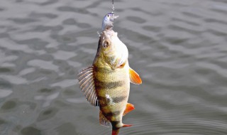 调四钓二最简单方法 调四钓二怎么做