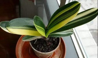 君子兰叶尖发黄怎么办 怎么解决叶子发黄问题