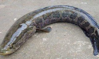 吃黑鱼为什么要剥皮 有几个原因