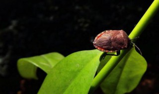 九香虫的副作用 就来了解一下吧。