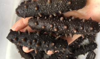 干海参怎么泡发图解 教你怎样泡干海参