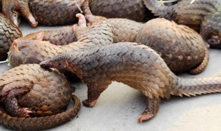 穿山甲的副作用 有多少种病菌