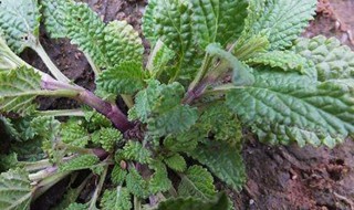 蛤蟆草泡水喝的功效与作用 可以了解一下