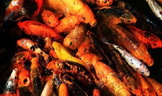 番薯红田鱼做法图解 你吃过这道菜吗