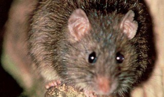 家鼠能吃吗 什么老鼠能吃