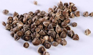 辣木籽的害处 都进来看看