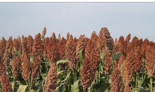 吃高粱有什么好处 看看有哪些益处