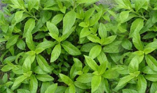 白子菜的功效与作用 白子菜的副作用