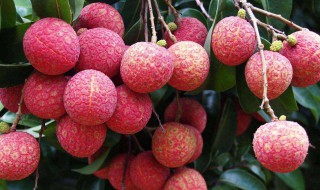 荔枝如何保果 值得一看