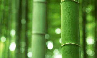 竹象征着什么 竹子的象征意义是什么