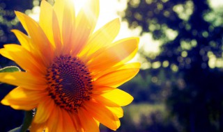 励志暖心的句子 励志暖心的句子有哪些