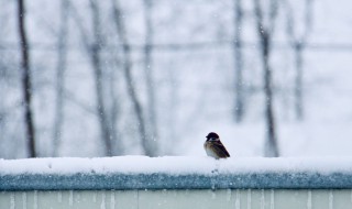 思念家乡的句子 思念家乡的句子有哪些