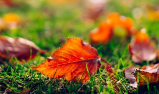 关于落叶的唯美句子 关于落叶的唯美句子举例