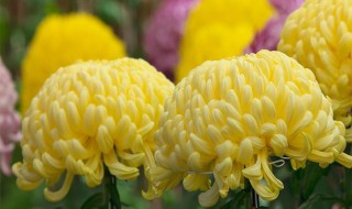 菊花怎么养 菊花要怎么养