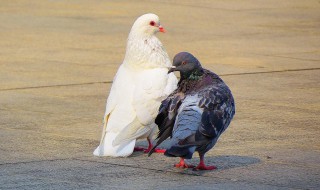 鸽子雌雄的辨别方法 鸽子雌雄的辨别方法简述