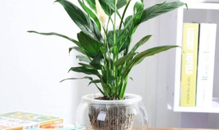 一帆风顺的水培方法 一帆风顺的水培方法简单介绍