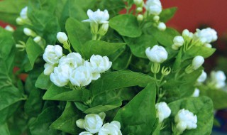 变色茉莉的养殖方法 变色茉莉怎么养殖