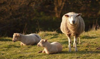 把羊养肥的方法 羊怎么育肥