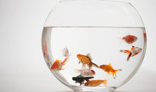 鱼七秒记忆的感人短句 关于鱼七秒记忆的短句举例