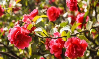 茶花扦插的方法 怎么用扦插的方式繁殖茶花