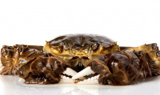 大匣蟹清洗方法 这样操作就可以洗干净了