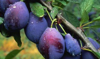 西梅汁怎样做才好喝 西梅汁好喝的两种做法