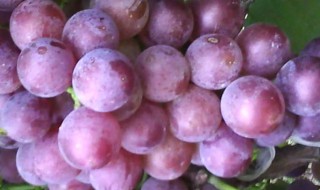 清洗葡萄的最佳方法 清洗葡萄的最佳方法简述